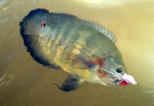 Caio  Junqueira 's Fly-fishing Pic of a Other Species – Fly dreamers 