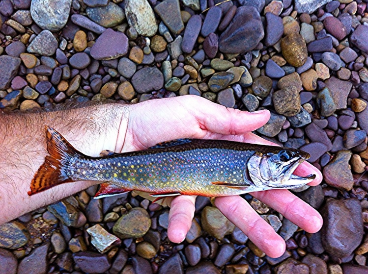 Gorgeous brook trout