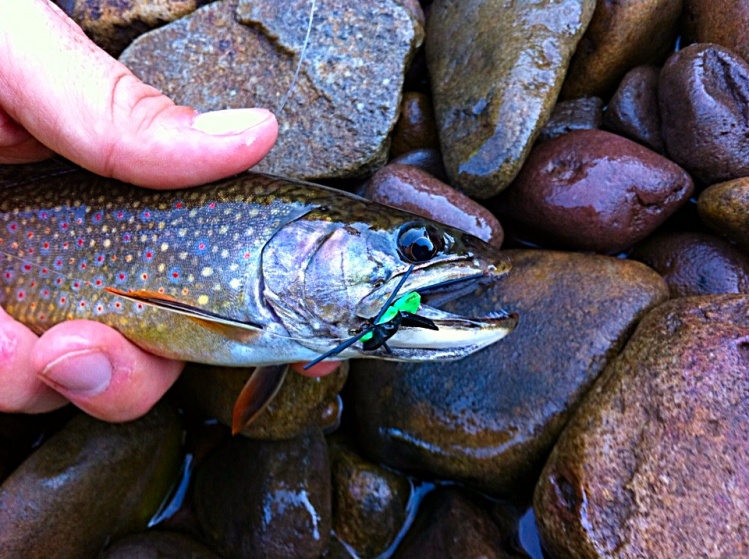 Brookie caught on a Los Alamos Ant