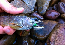  Foto de Pesca con Mosca de Trucha de arroyo o fontinalis compartida por Brad Billings – Fly dreamers