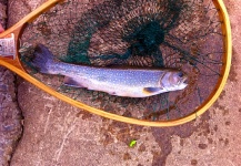  Fotografía de Pesca con Mosca de eastern brook trout compartida por Brad Billings – Fly dreamers