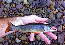  Fotografía de Pesca con Mosca de Trucha de arroyo o fontinalis por Brad Billings – Fly dreamers 