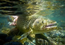  Fotografía de Pesca con Mosca de Trucha marrón por Limay River Lodge – Fly dreamers 