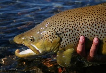 Flotadas Chimehuin 's Fly-fishing Photo of a Brown trout – Fly dreamers 