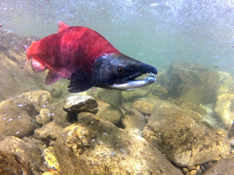 Migrating sockeye salmon