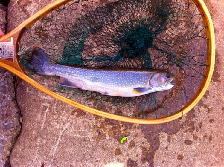 Big 12" Brook Trout