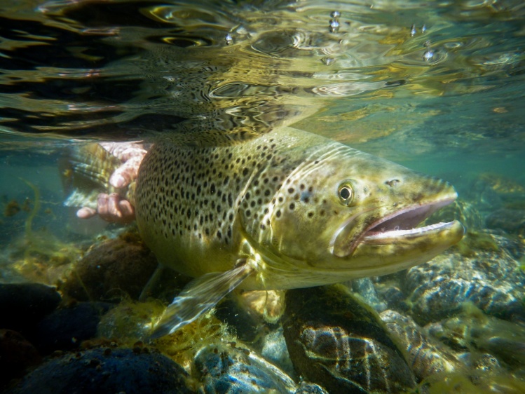 Limay River Lodge