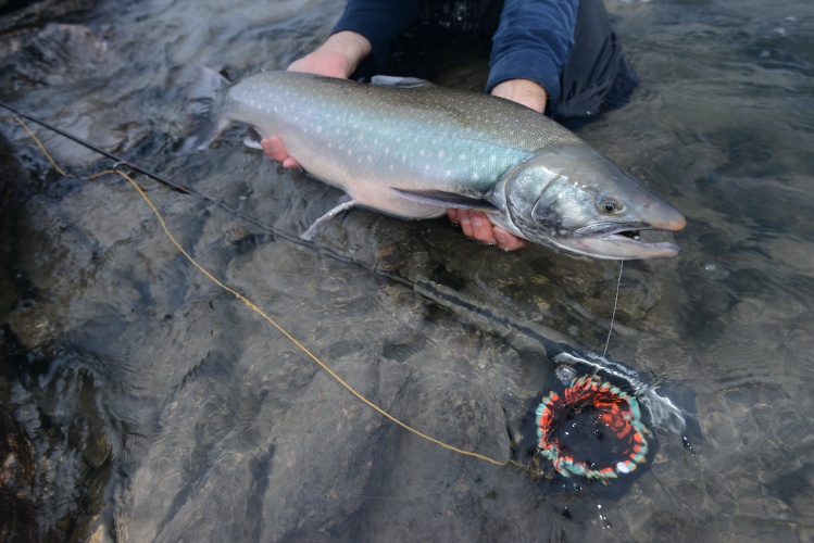 Arctic char caught and released on the Tree River.