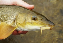 Andreas Vendler 's Fly-fishing Photo of a Barbel – Fly dreamers 