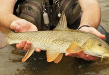 Fly-fishing Photo of Barbel shared by Andreas Vendler – Fly dreamers 