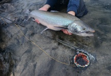 Fly-fishing Pic of Arctic Char shared by Arctic Silver – Fly dreamers 