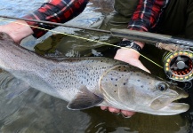 Fly-fishing Pic of Taimen shared by Arctic Silver – Fly dreamers 