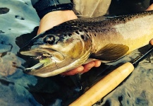 TENKARA USA in CHILEAN PATAGONIA