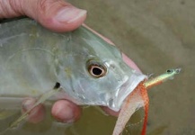  Foto de Pesca con Mosca de Giant Trevally - GT compartida por Masanori Sarai – Fly dreamers