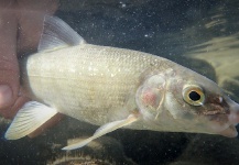  Fotografía de Pesca con Mosca de Whitefish por James Meyer – Fly dreamers