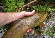 Fly-fishing Photo of Brown trout shared by Michael Csmereka – Fly dreamers 