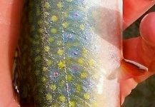 Luke Metherell 's Fly-fishing Pic of a Brook trout – Fly dreamers 