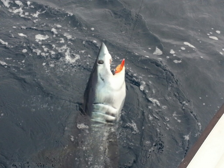 California/ Mako Shark.  Sept 6, 2014.