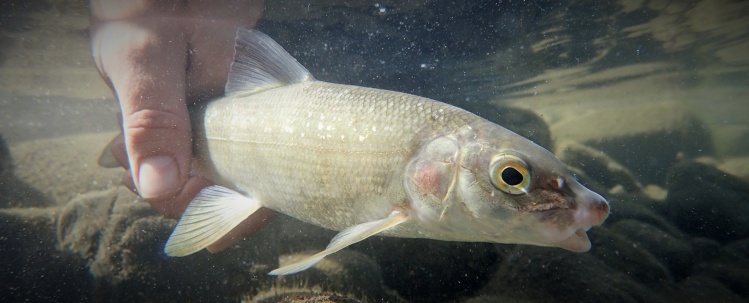 Nice little Pine River whitefish 