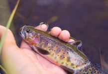 Dominic Potente 's Fly-fishing Image of a Cutthroat – Fly dreamers 