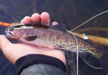 Dominic Potente 's Fly-fishing Photo of a Cutthroat – Fly dreamers 