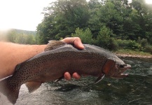 Fly-fishing Pic of Rainbow trout shared by Taylor Brown – Fly dreamers 