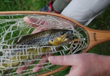 Timothy James 's Fly-fishing Catch of a English trout – Fly dreamers 