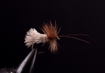 Caddis Fly