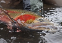  Captura de Pesca con Mosca de Steelhead por John Hicks – Fly dreamers