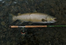 Fly-fishing Image of Brook trout shared by Gonzalo Flego – Fly dreamers