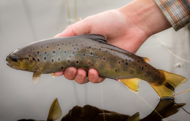 Not all fish have to be big to be beautiful. A typical peat bog brown. 