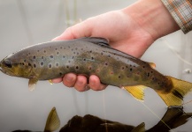 Matt Hayes 's Fly-fishing Pic of a Brown trout – Fly dreamers 