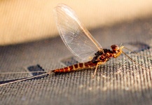 Fly-fishing Entomology Image shared by Brant Fageraas – Fly dreamers