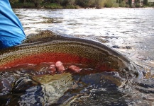 Matthew Campanella 's Fly-fishing Pic of a Rainbow trout – Fly dreamers 
