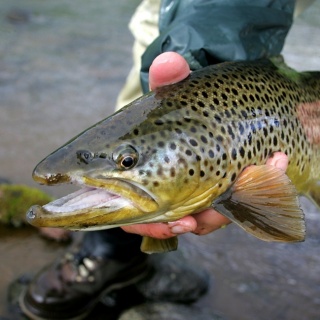 Brown trout, C&amp;R at River Svarta in Iceland - http://anglers.is/index.php/trout-and-arctic-char-rivers/svarta-river