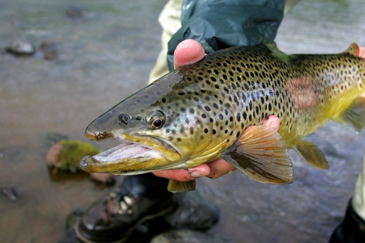 Brown trout, C&amp;R at River Svarta in Iceland - <a href="http://anglers.is/index.php/trout-and-arctic-char-rivers/svarta-river">http://anglers.is/index.php/trout-and-arctic-char-rivers/svarta-river</a>