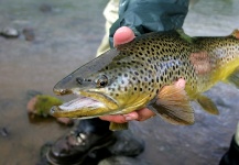 Kristinn Ingolfsson 's Fly-fishing Pic of a Brown trout – Fly dreamers 