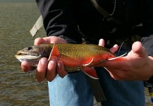 Brook Trout