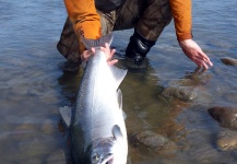 Fly-fishing Pic of Silver salmon shared by Martin Ruiz – Fly dreamers 