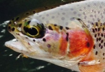 McCloud River, the birthplace of the rainbow trout