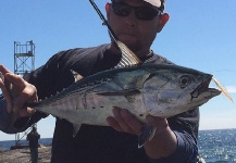 Jack Denny 's Fly-fishing Photo of a False Albacore - Little Tunny – Fly dreamers 