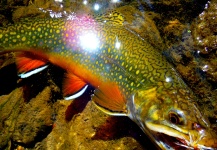 Fall Small High Elevation Stream Brook Trout Excursion