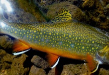 Fly-fishing Pic of Brook trout shared by Luke Metherell – Fly dreamers 