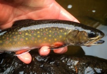 Joel Giguere 's Fly-fishing Photo of a Brook trout – Fly dreamers 