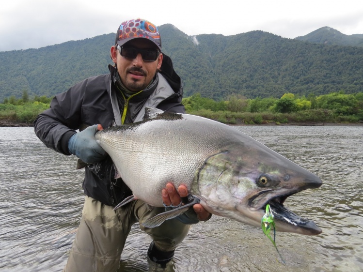 Pesca y testeo de moscas de Ruben Martin de la especie Salmon Chinook en el Río Petrohue, Chile.