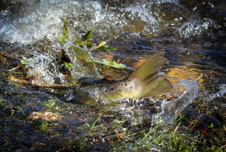 Baitfish feeding brown..