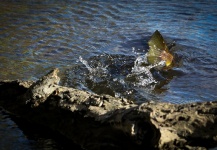  Captura de Pesca con Mosca de Trucha marrón por Peter Broomhall – Fly dreamers