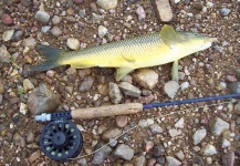  Fotografía de Pesca con Mosca de Barbo por LUIS SÁNCHEZ ANAYA – Fly dreamers 