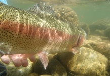 Matthew Campanella 's Fly-fishing Pic of a Rainbow trout – Fly dreamers 