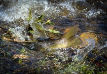 Peter Broomhall 's Fly-fishing Image of a Brown trout – Fly dreamers 